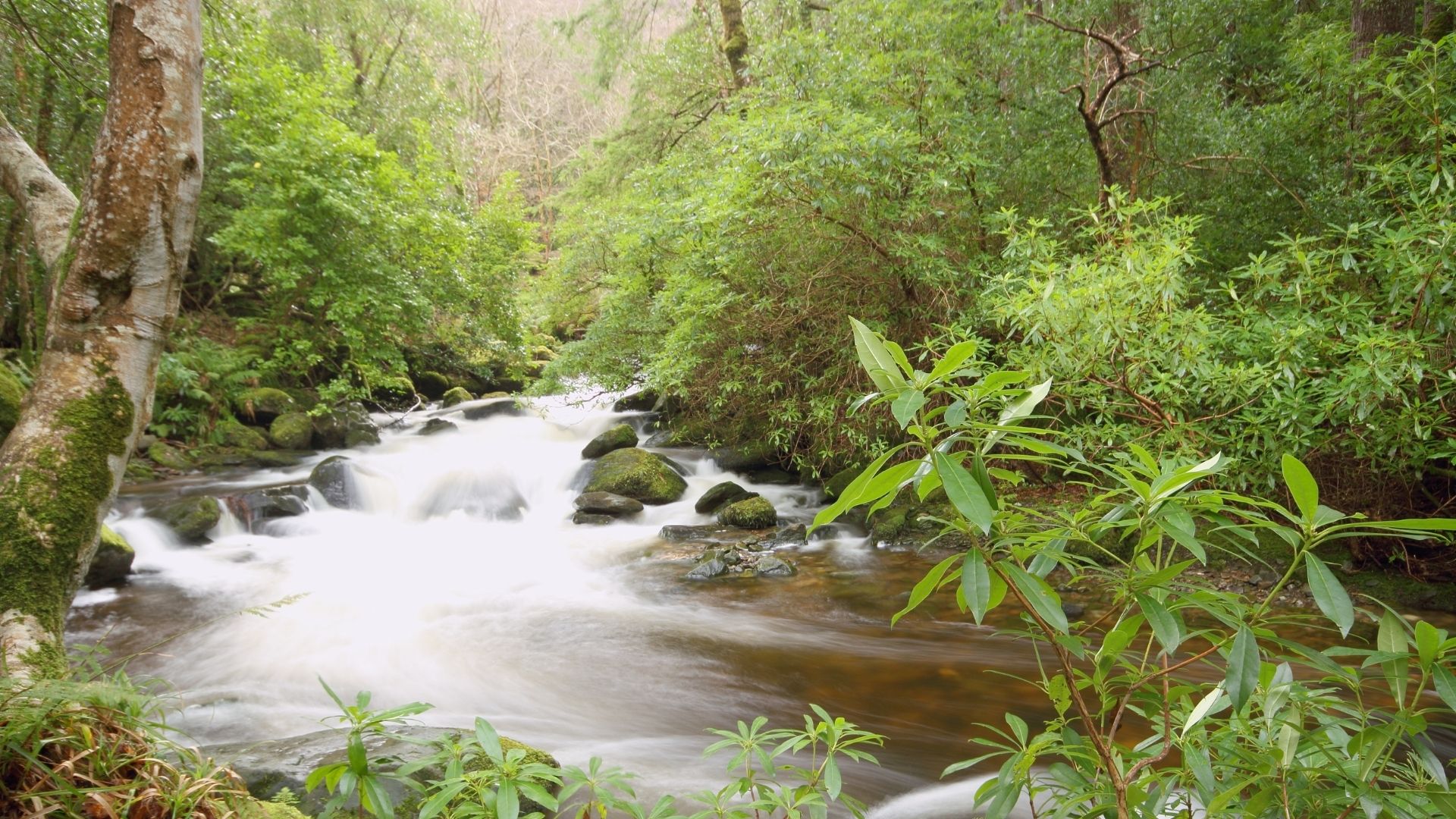Fishing Stream Kerry